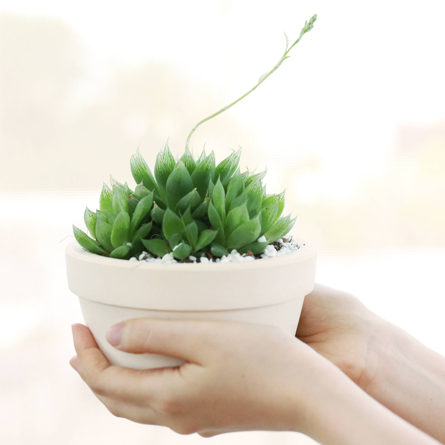 Haworthia Cooperi - Live Succulents Plant 2/3/4 inch Pot