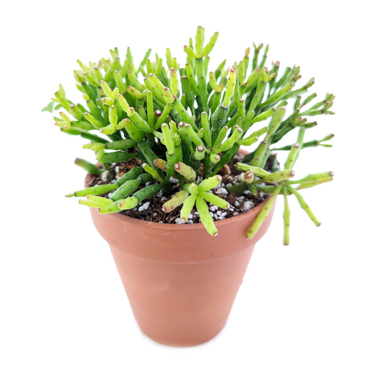 Dancing Bones Hatiora Salicornioides 2in/4in -Live Succulent: 2 inch / Plastic Pot