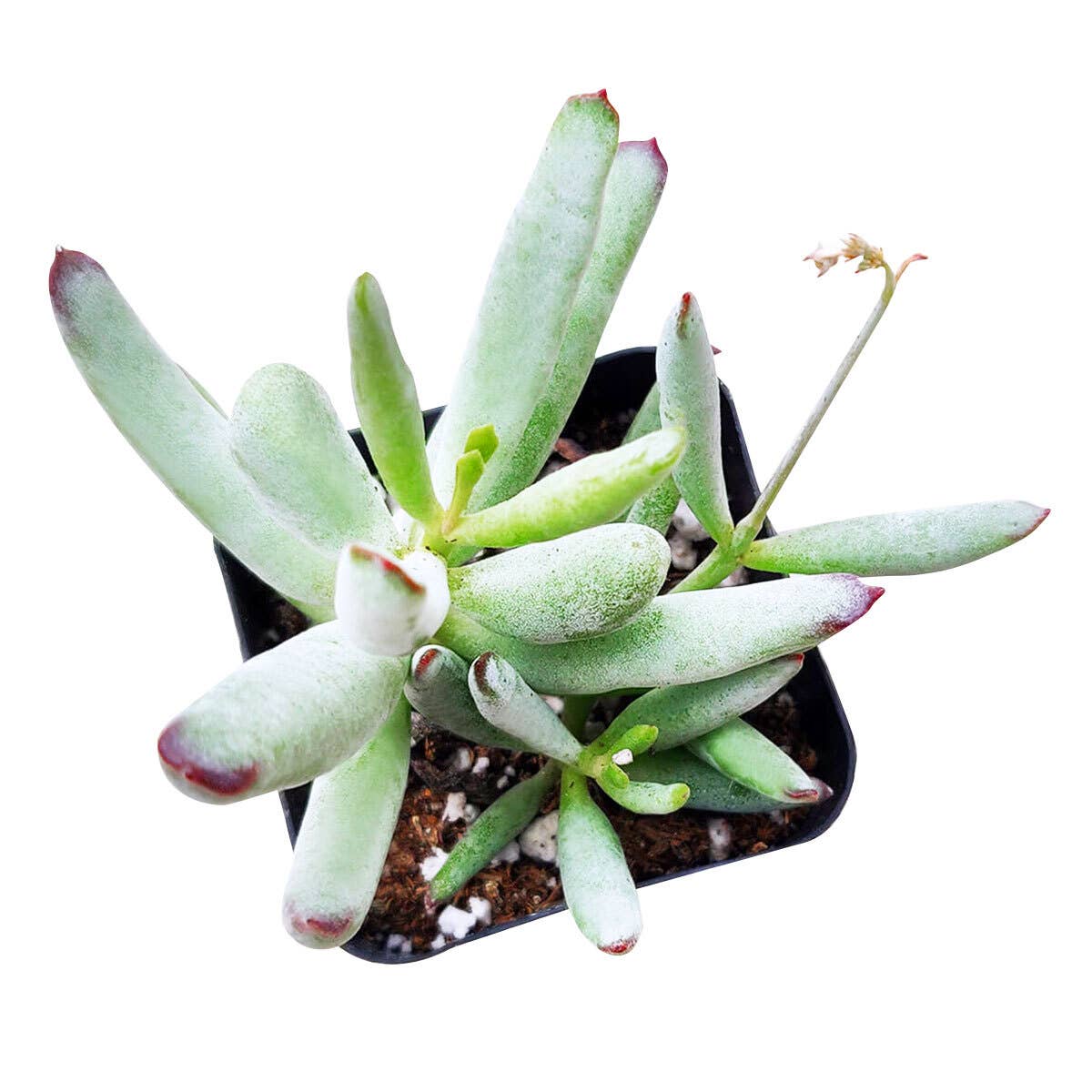 Cotyledon Orbiculata Var. Flanaganii 2in/4in- Live Succulent