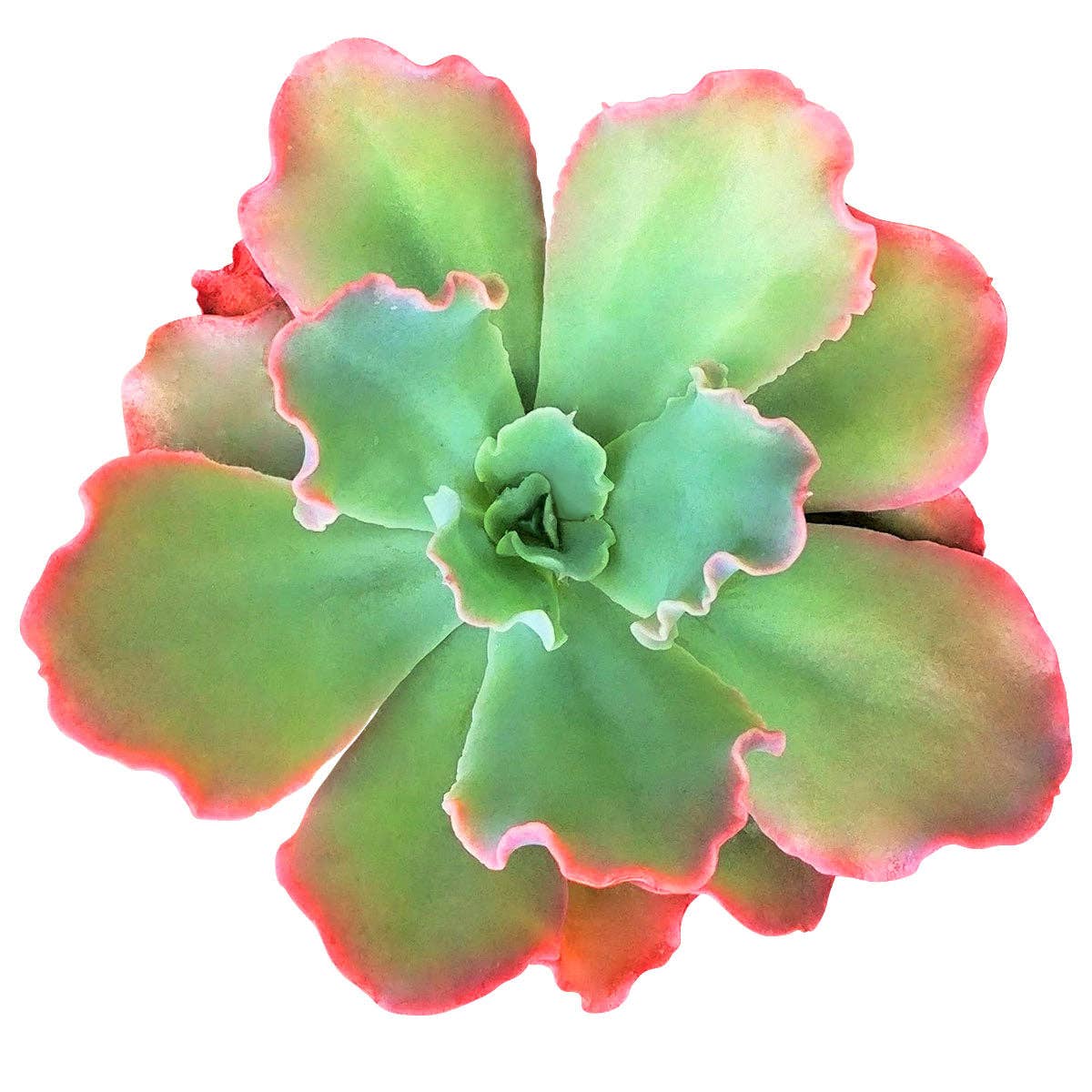 Echeveria Crinoline Ruffles - Gorgeous Live Succulents 4in