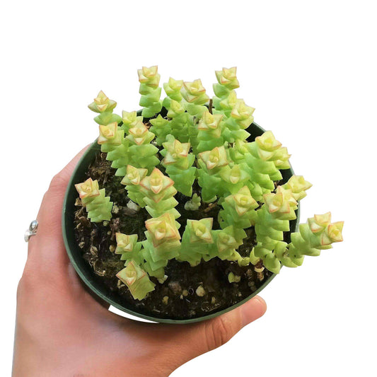 Crassula Tom Thumb Perforata - Live Succulents Plant 2/4in