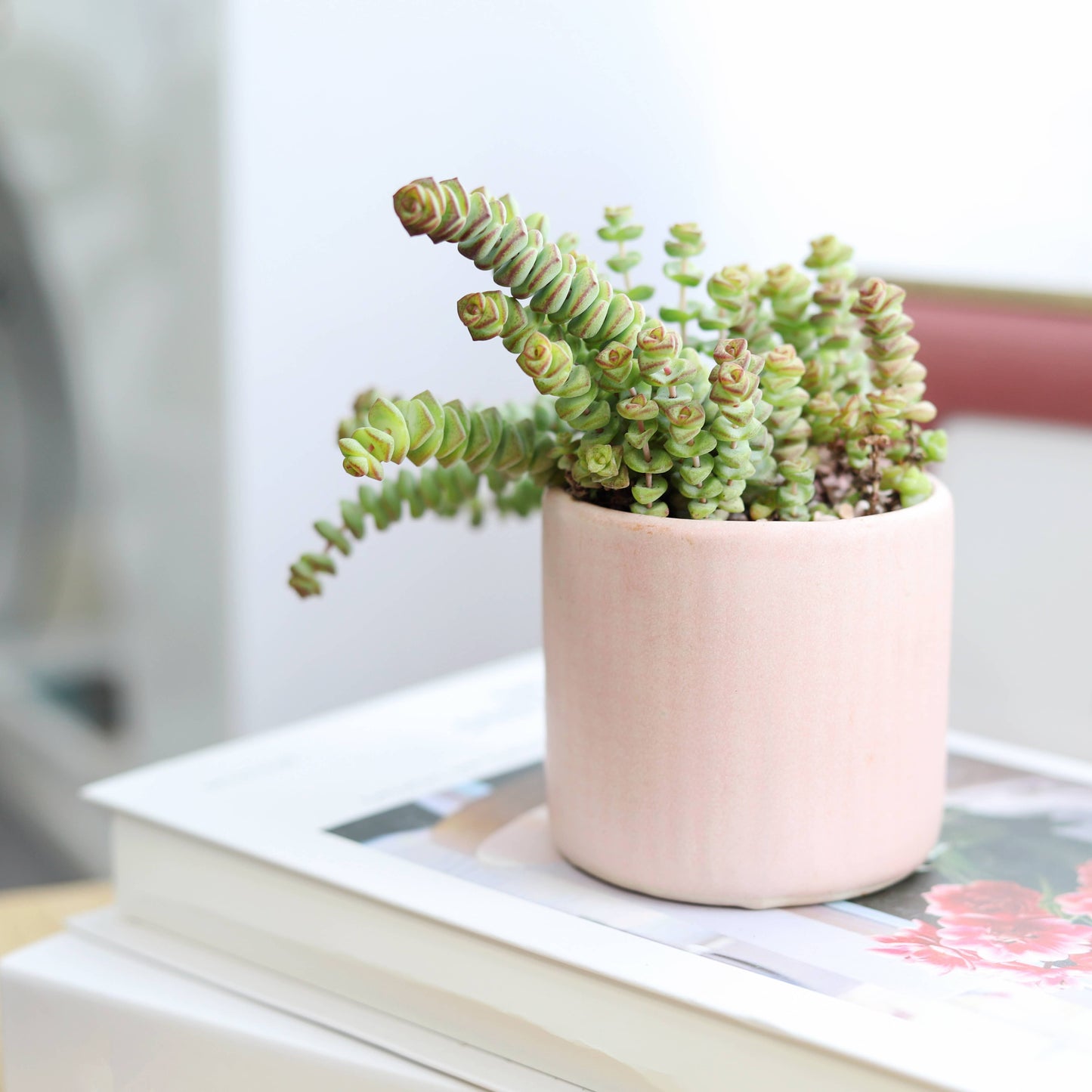 Crassula Baby Necklace - Live Succulents Plant 2/4 inch Pot: 2 inch / Plastic Pot