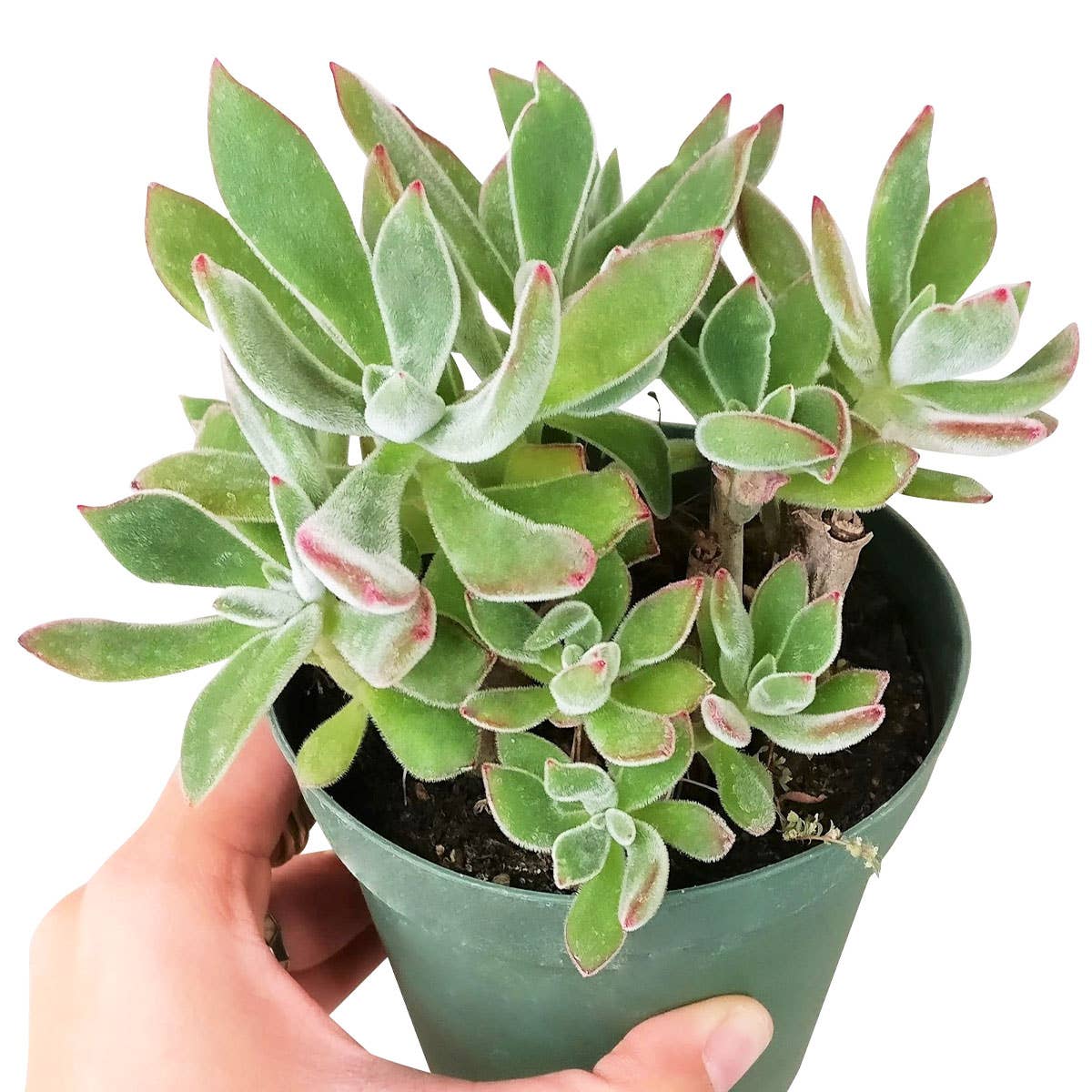 Echeveria Harmsii Ruby Slipper - Live Succulents 2/4 inch: 2 inch / Plastic Pot