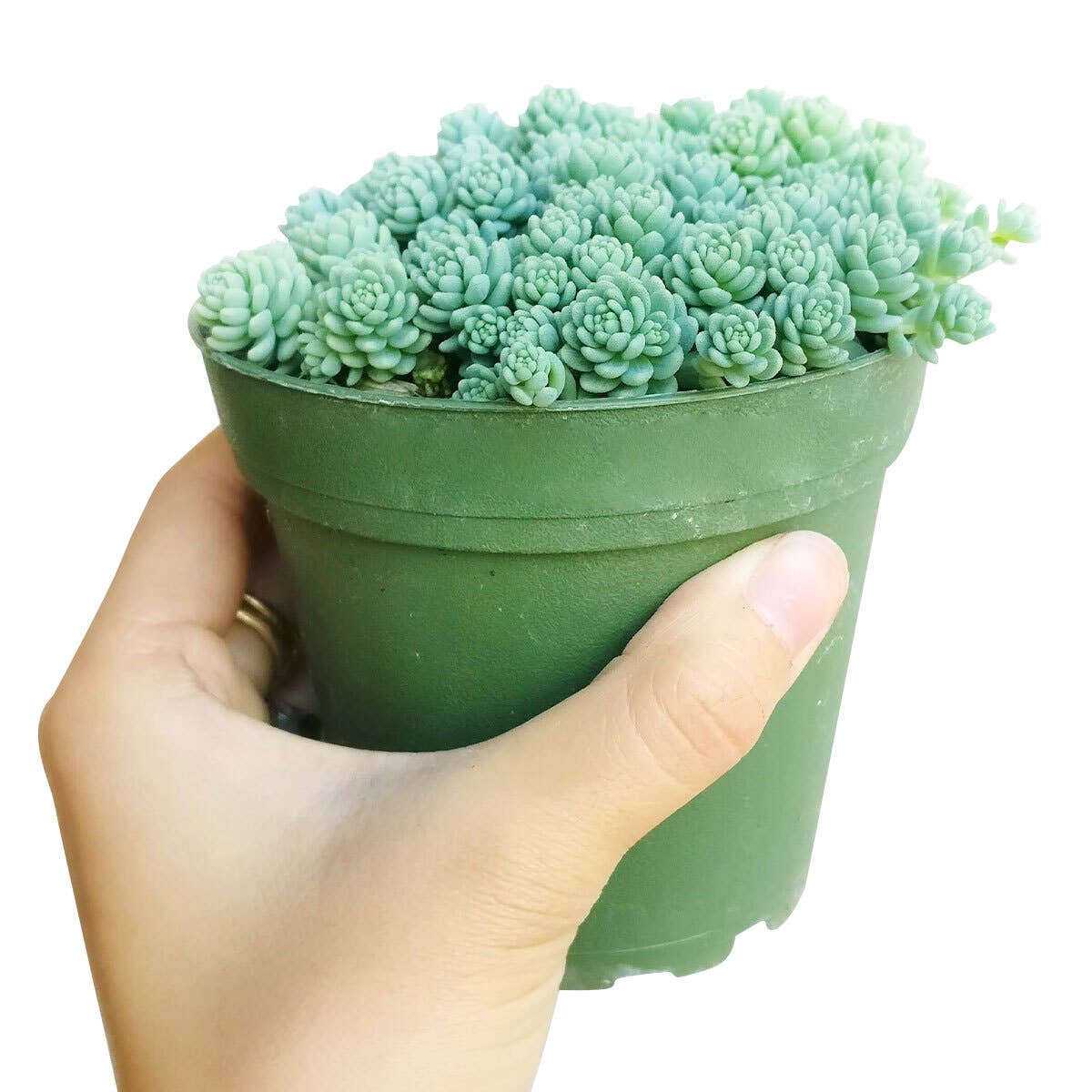 Sedum Major  - Live Succulents Plant 2/4 inch Grower Pot