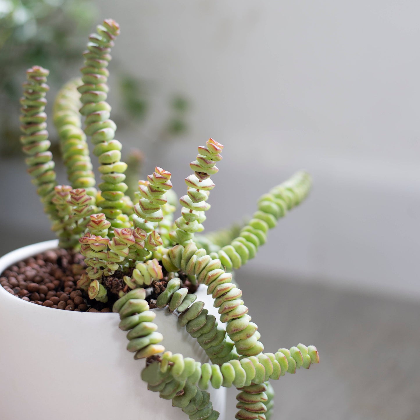 Crassula Baby Necklace - Live Succulents Plant 2/4 inch Pot: 2 inch / Plastic Pot