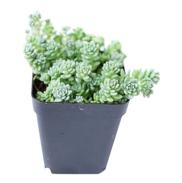 Sedum Major  - Live Succulents Plant 2/4 inch Grower Pot