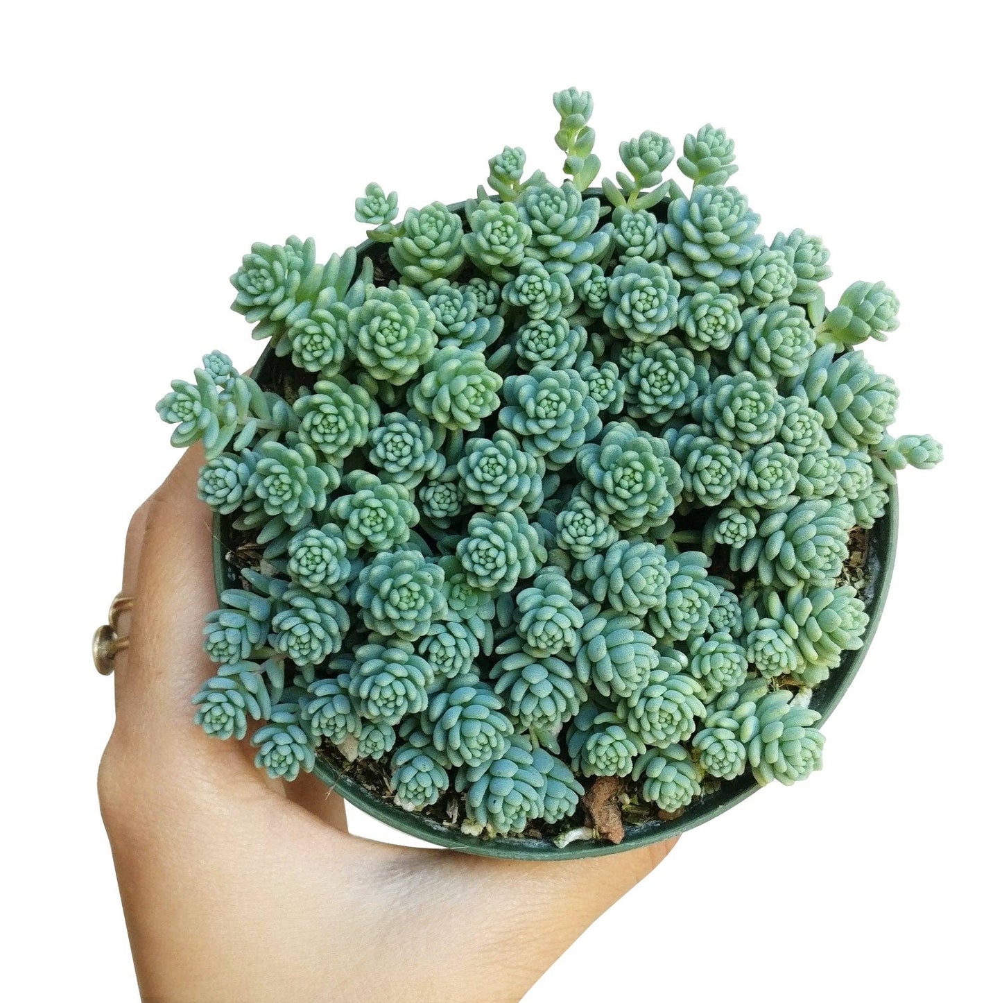 Sedum Major  - Live Succulents Plant 2/4 inch Grower Pot