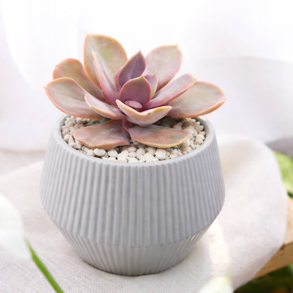Echeveria 'Trumpet Pinky' 2inch Plastic Pot