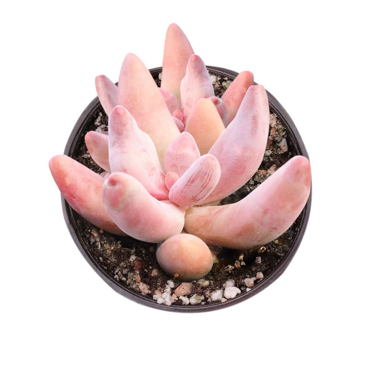 Rare Pachysedum Ganzhou Pink Succulent 2in/ 4in