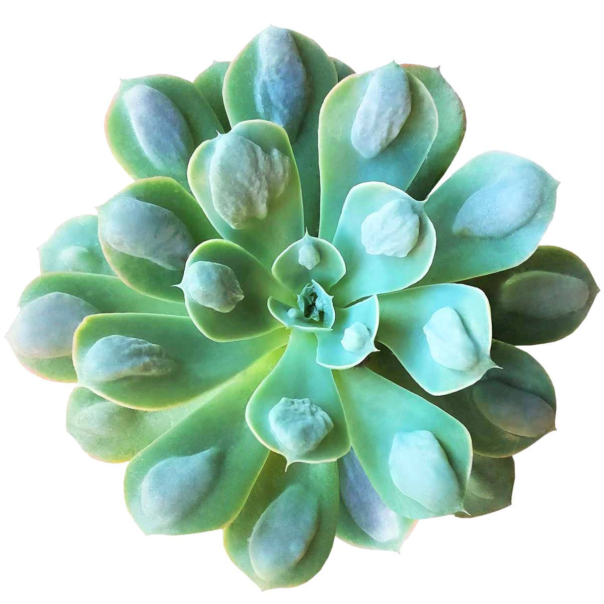 Echeveria Raindrops - Unusual Succulent in 2in/4in Pot