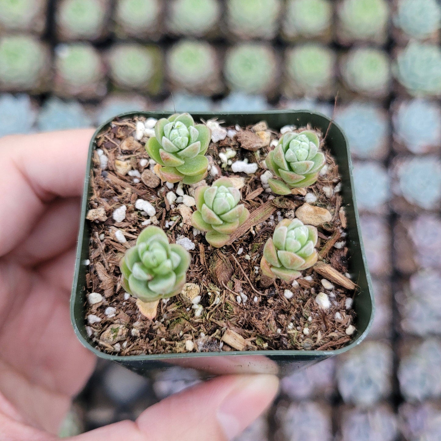 Oaxacan Stonecrop - Sedum oaxacanum | 2-inch Grower Pot