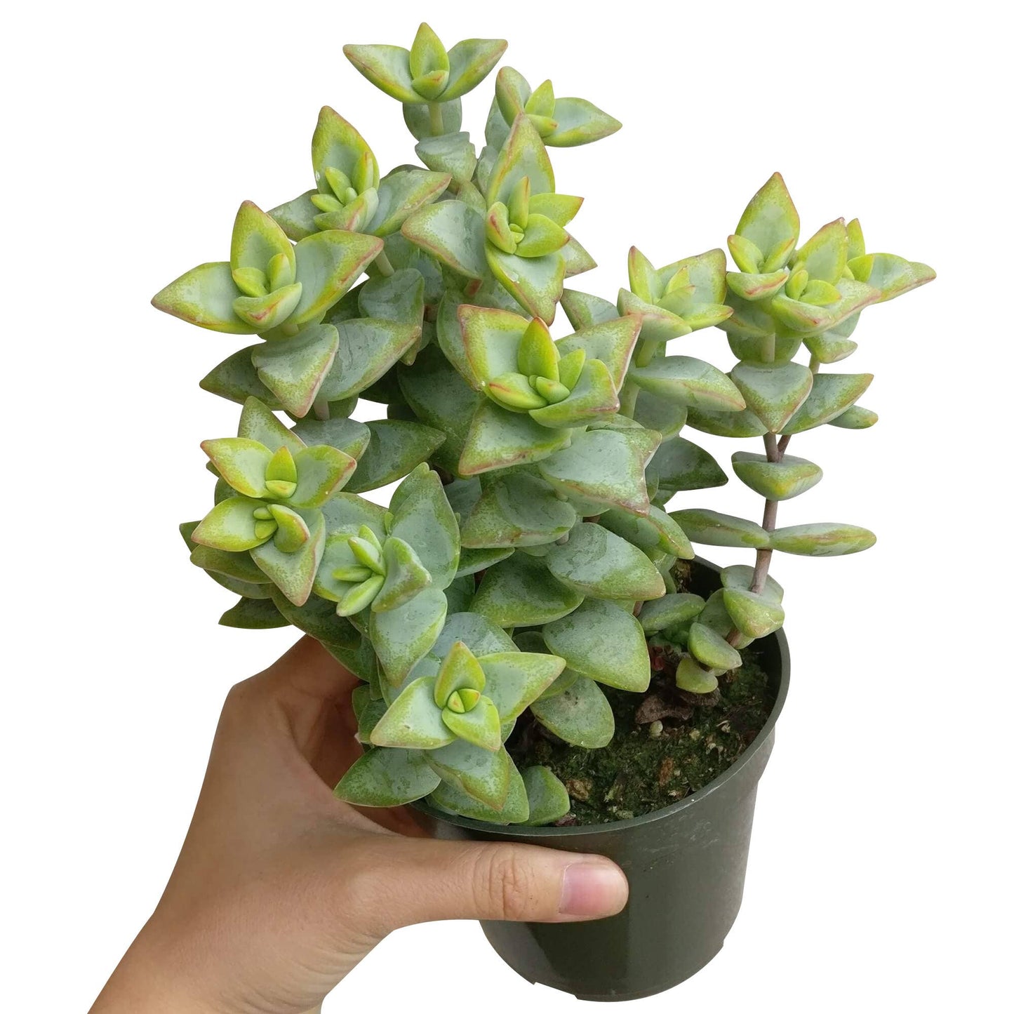 Crassula Rupetris High Voltage - Live 2in/4in Succulent