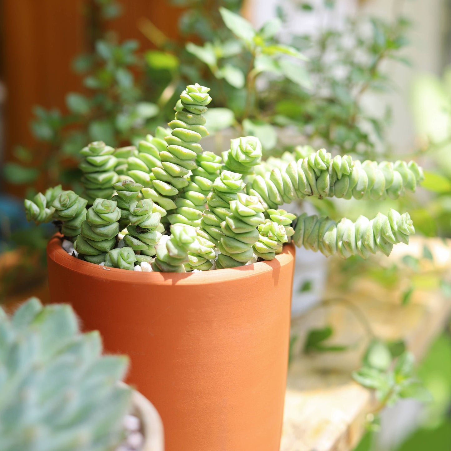 Crassula Baby Necklace - Live Succulents Plant 2/4 inch Pot: 2 inch / Plastic Pot