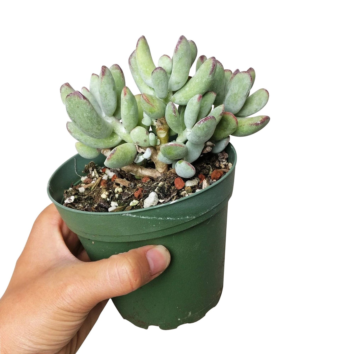 Cotyledon Orbiculata Var. Flanaganii 2in/4in- Live Succulent
