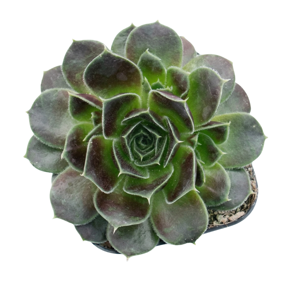 Sempervivum heuffelii 'Irene' 2inch Plastic Pot