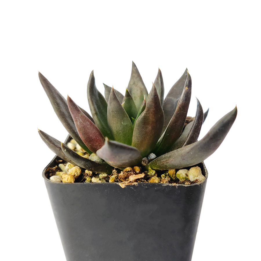 Echeveria Black Knight, New Black 2/4" Plastic Pot