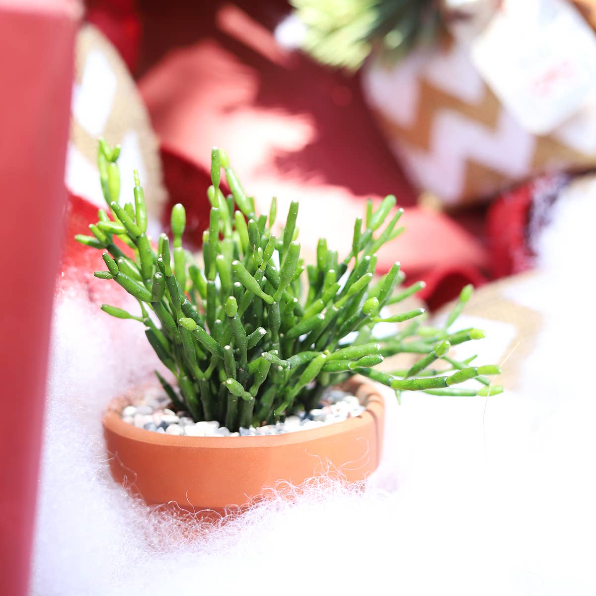 Dancing Bones Hatiora Salicornioides 2in/4in -Live Succulent