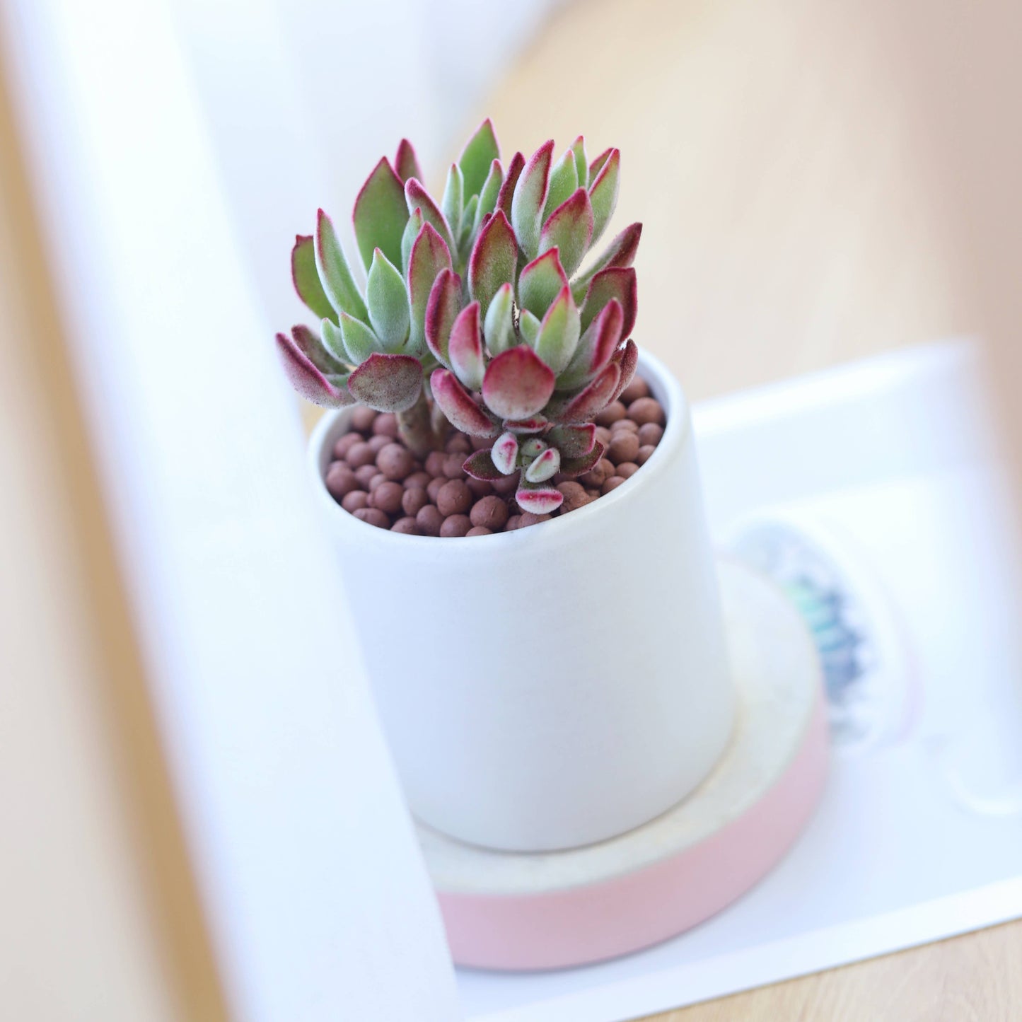 Echeveria Harmsii Ruby Slipper - Live Succulents 2/4 inch: 2 inch / Plastic Pot