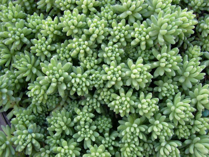 Sedum pallidum var. bithynicum - 2" Grower Pot