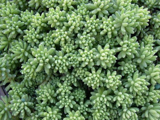 Sedum pallidum var. bithynicum - 2" Grower Pot