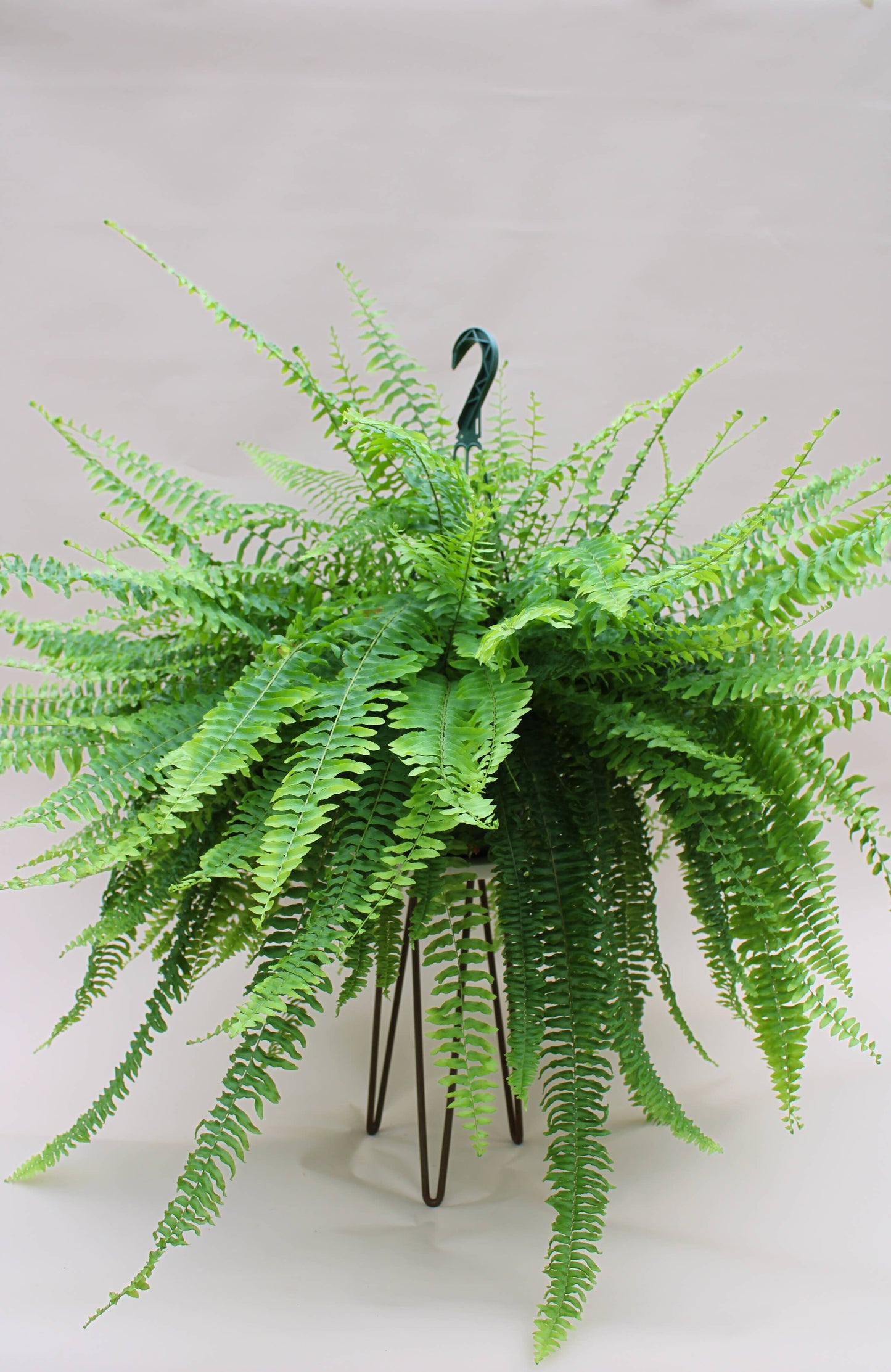 8" Boston Compacta Hanging Basket - Nephrolepis Exaltata