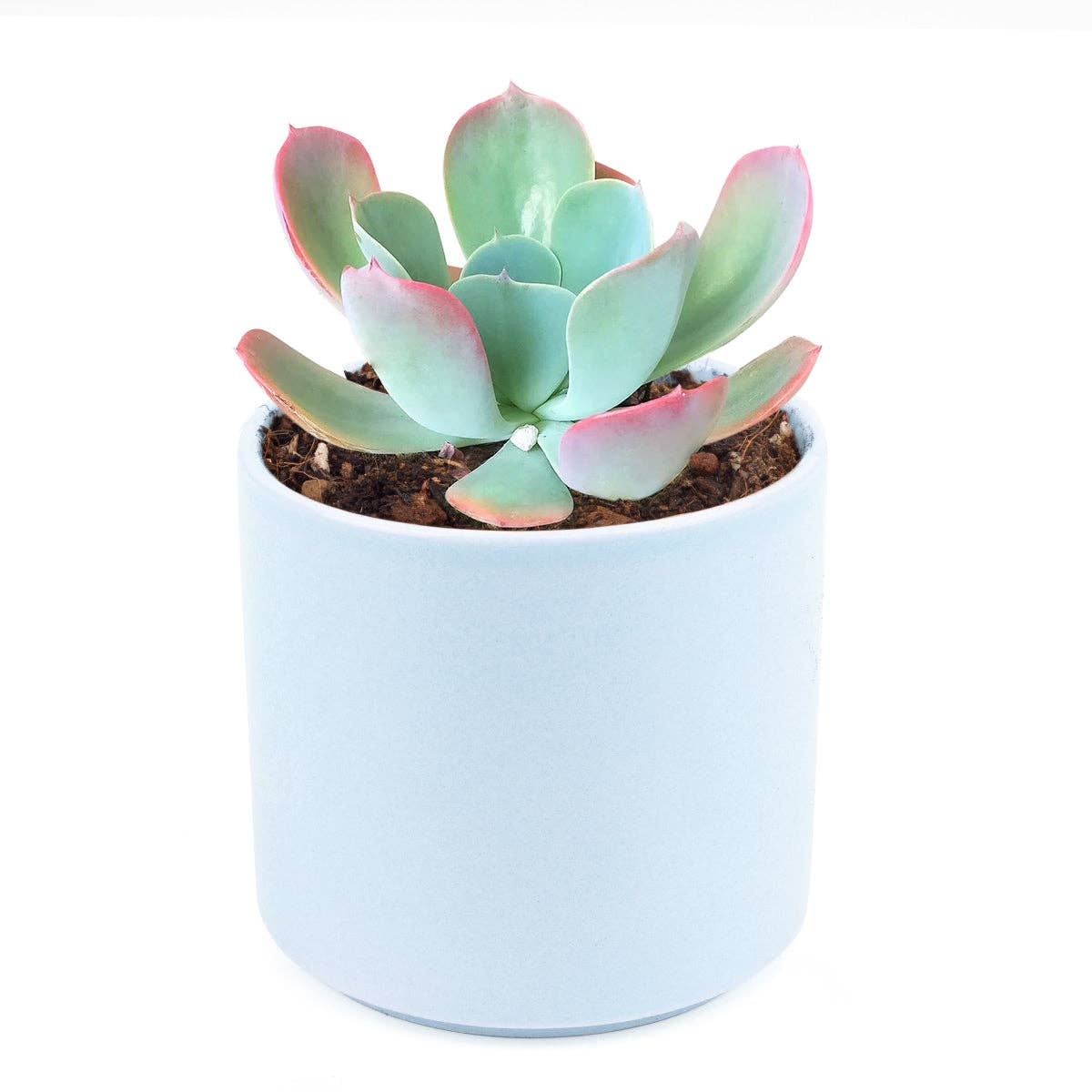 Echeveria Blue Sky - Pink Tip Leaves Succulents 4in Pot