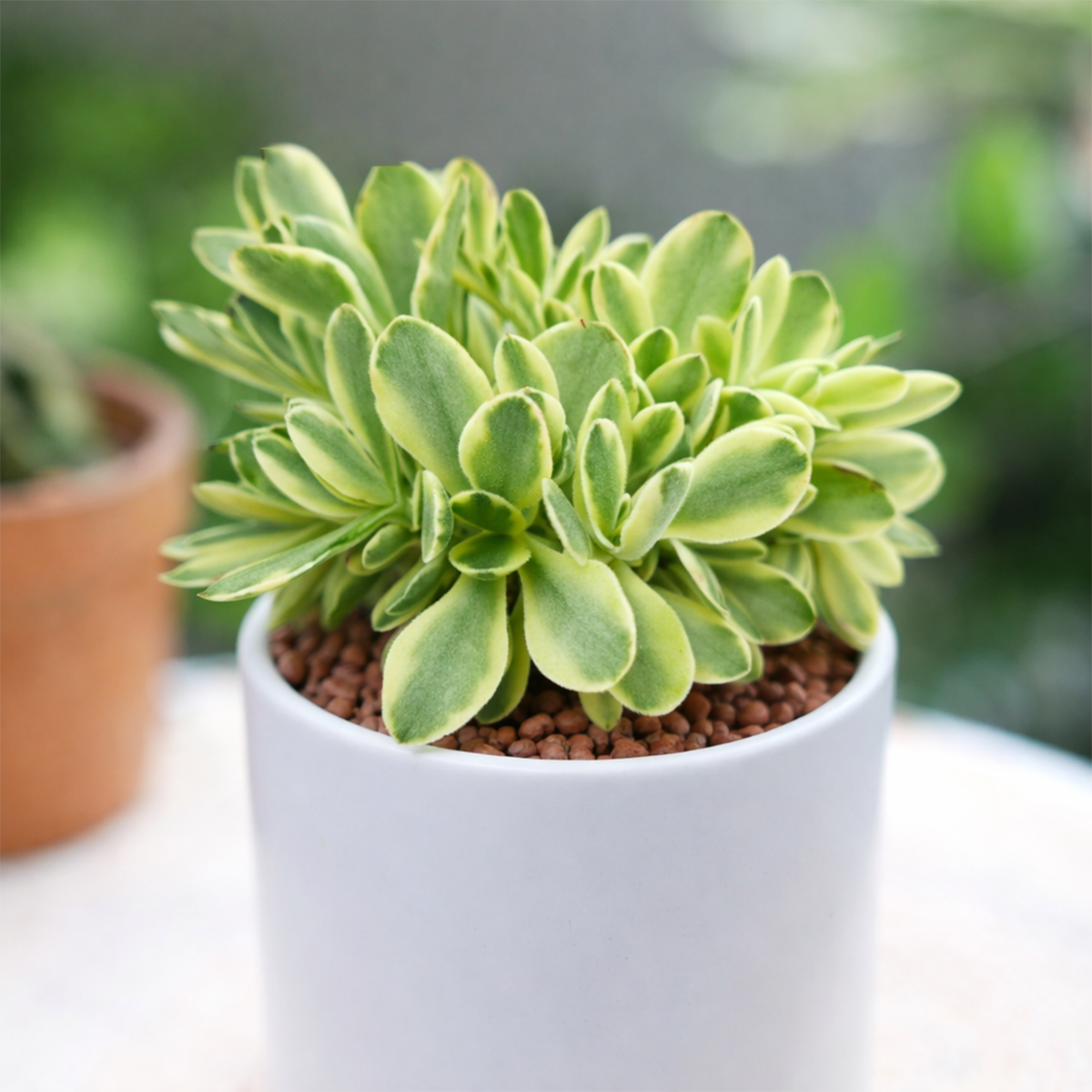 Crassula 'Variegated Money Maker'