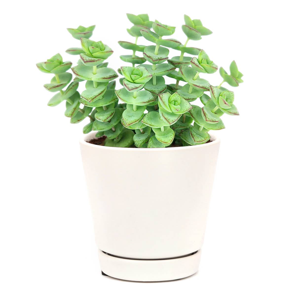 String of Buttons - Live Indoor Succulent in 2in/4in Pot