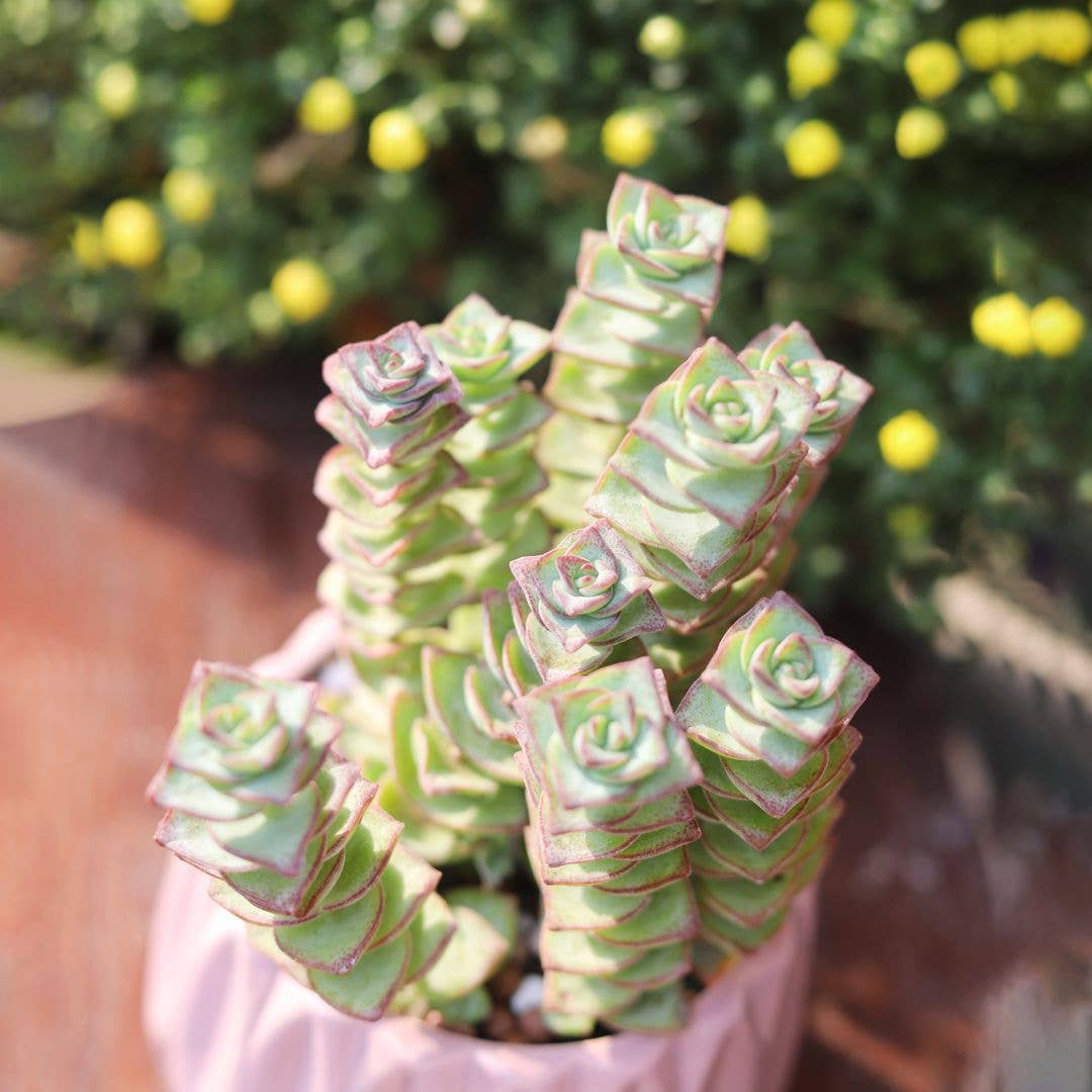 Crassula Ivory Towers