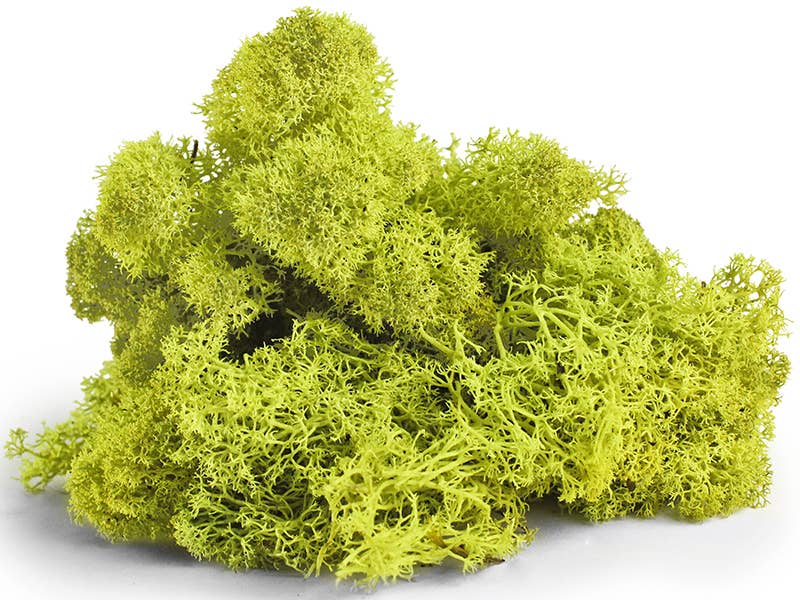 Reindeer Moss 10lb box