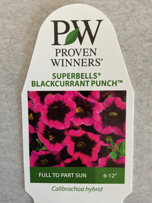 Superbells - Blackcurrant Punch - Annual