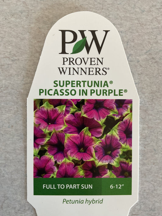 Picasso In Purple - Supertunia - Annual