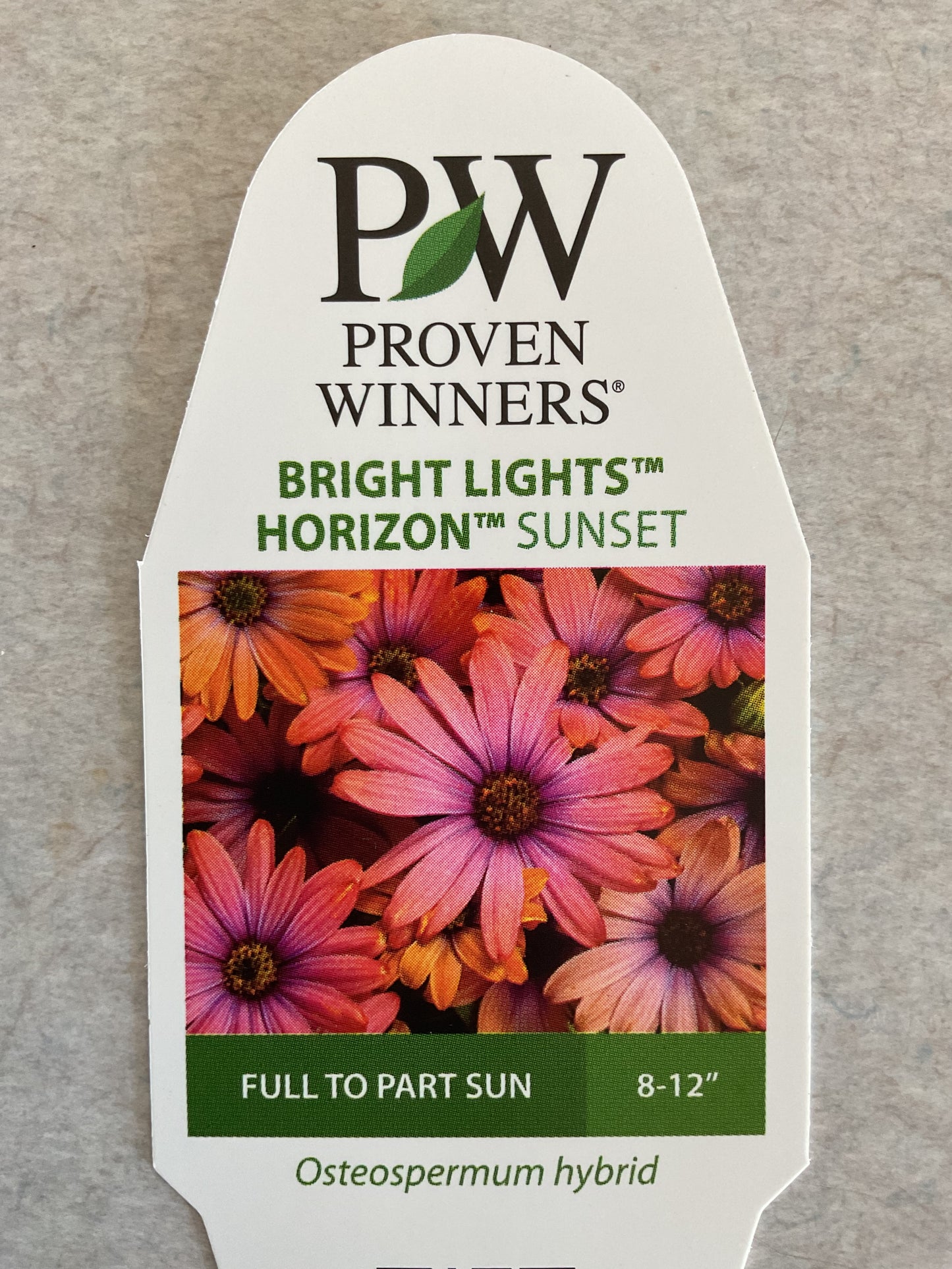 Horizon Sunset - Bright Lights - Annual