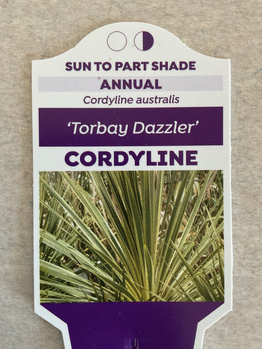 Torbay Dazzler - Cordyline - Annual