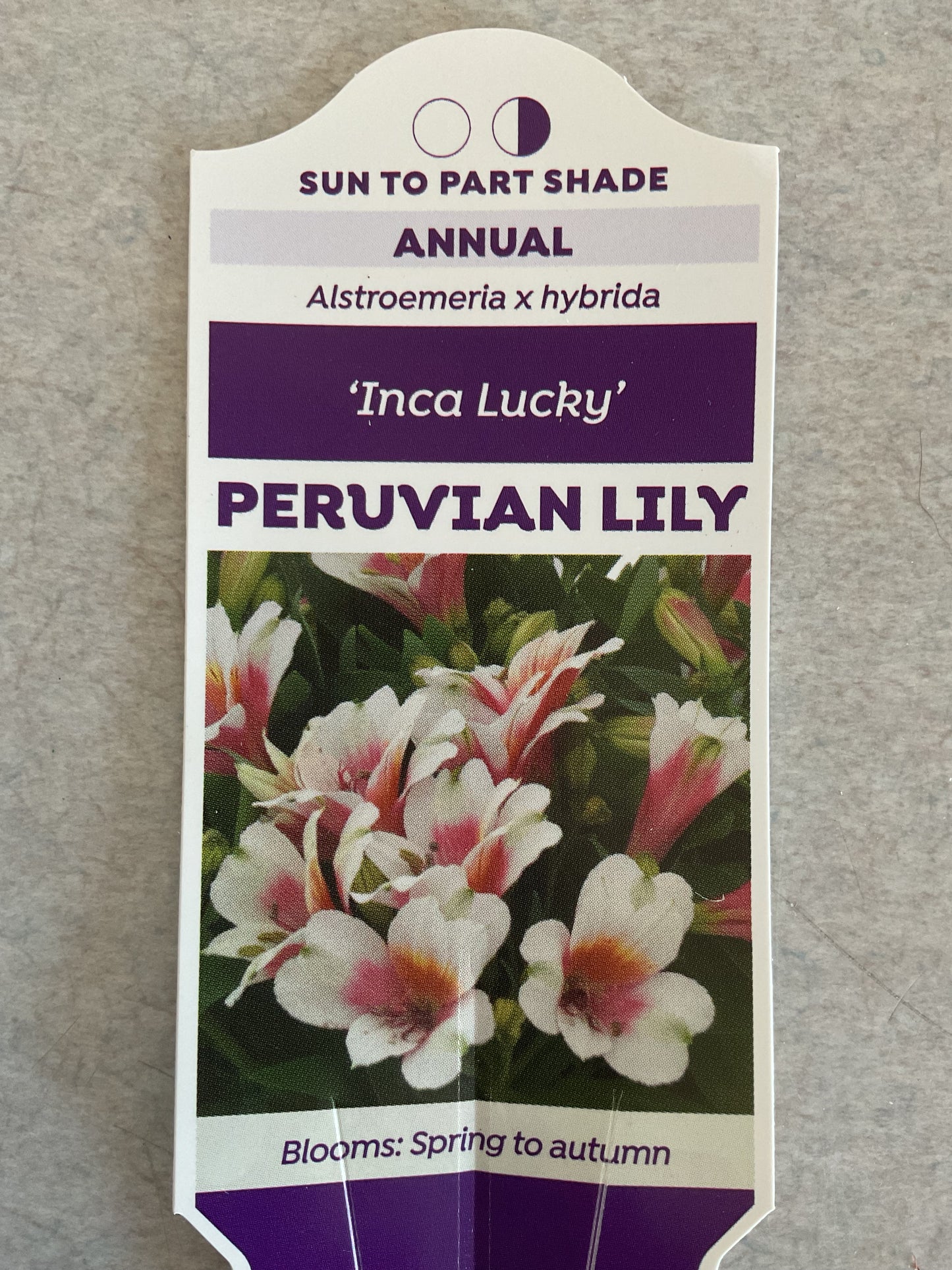 Inca Lucky - Peruvian Lily -Astromeria -  Annual