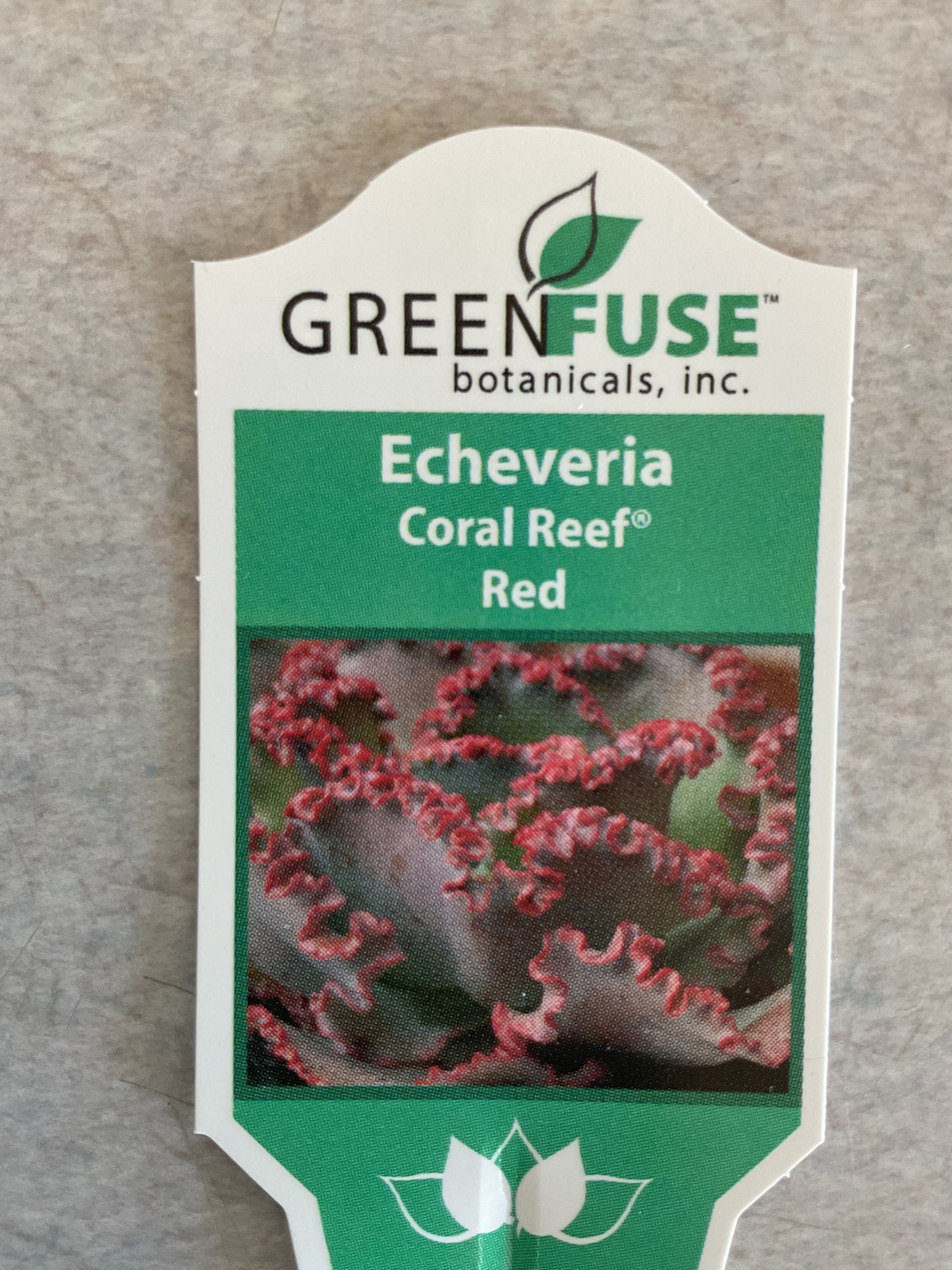 Echeveria - Coral Reef - Red - Perenial