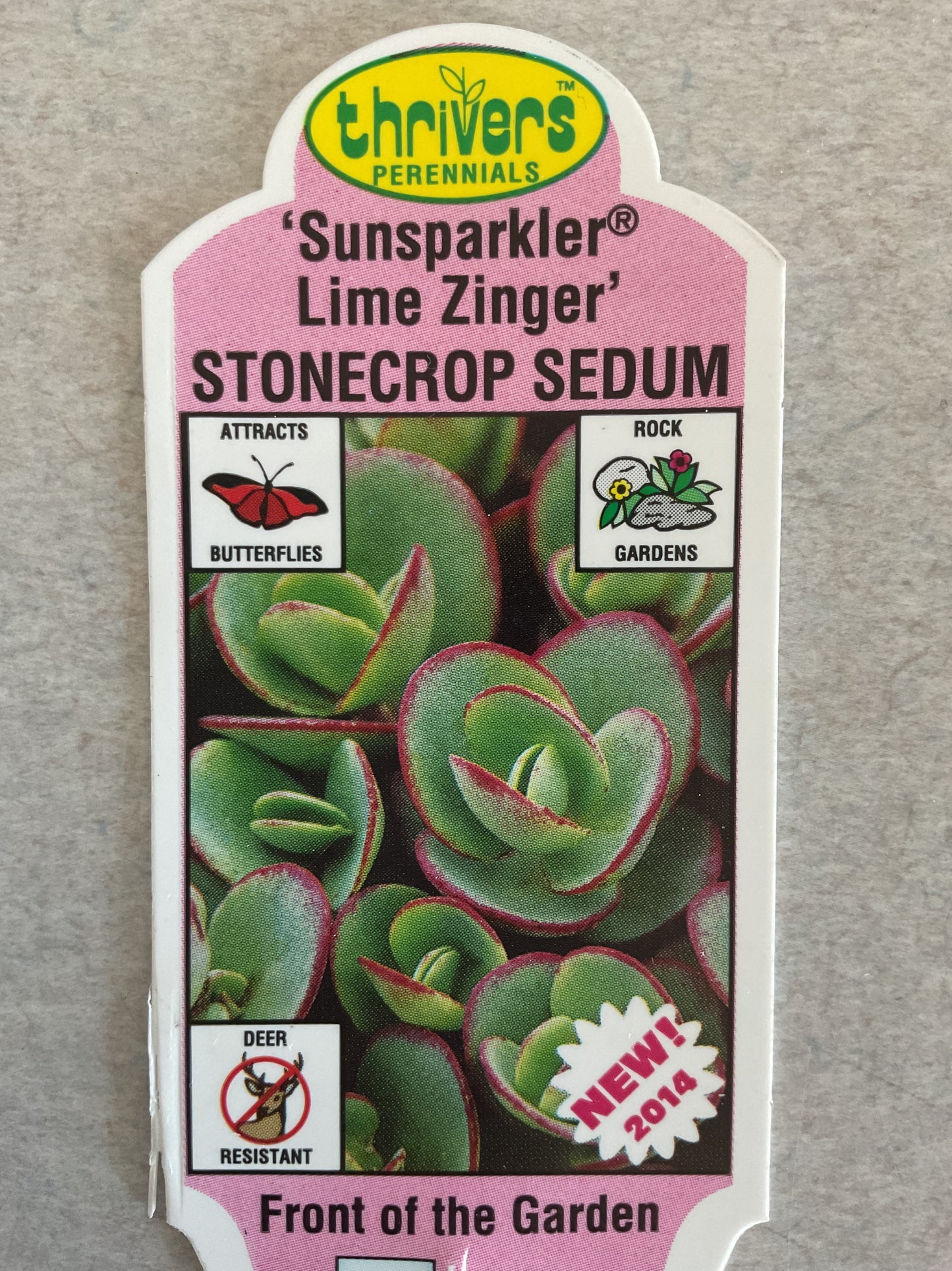 Sun sparkler Lime Zinger - Stonecrop Sedum- Perennial