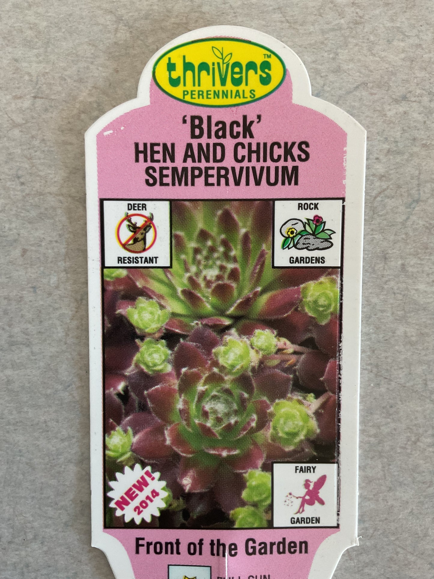 Black Hen and Chicks - Sempervivum - Perennial