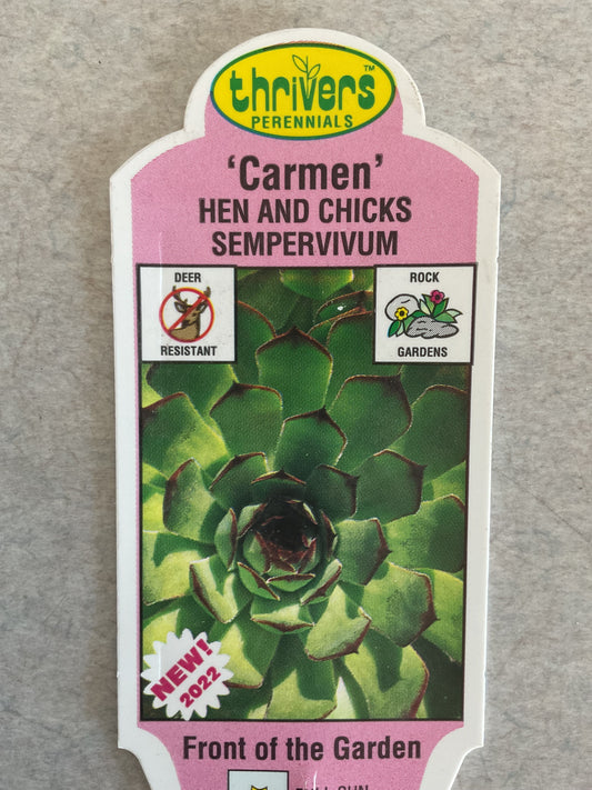 Carmen - Hen and Chicks - Sempervivum - Perennial