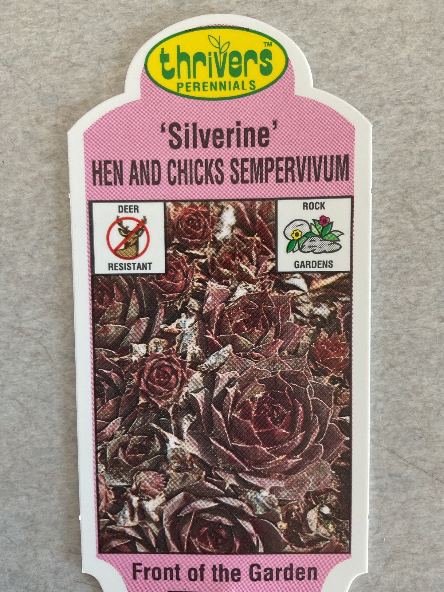 Silverine - Hen and Chicks - Sempervivum - Perennial