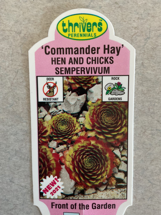 Commander Hay - Hen and Chicks - Sempervivum - Perennial