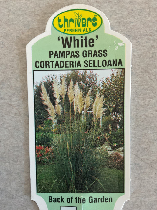 Pampas Grass - White - Cortaderia Selloana - Perennial