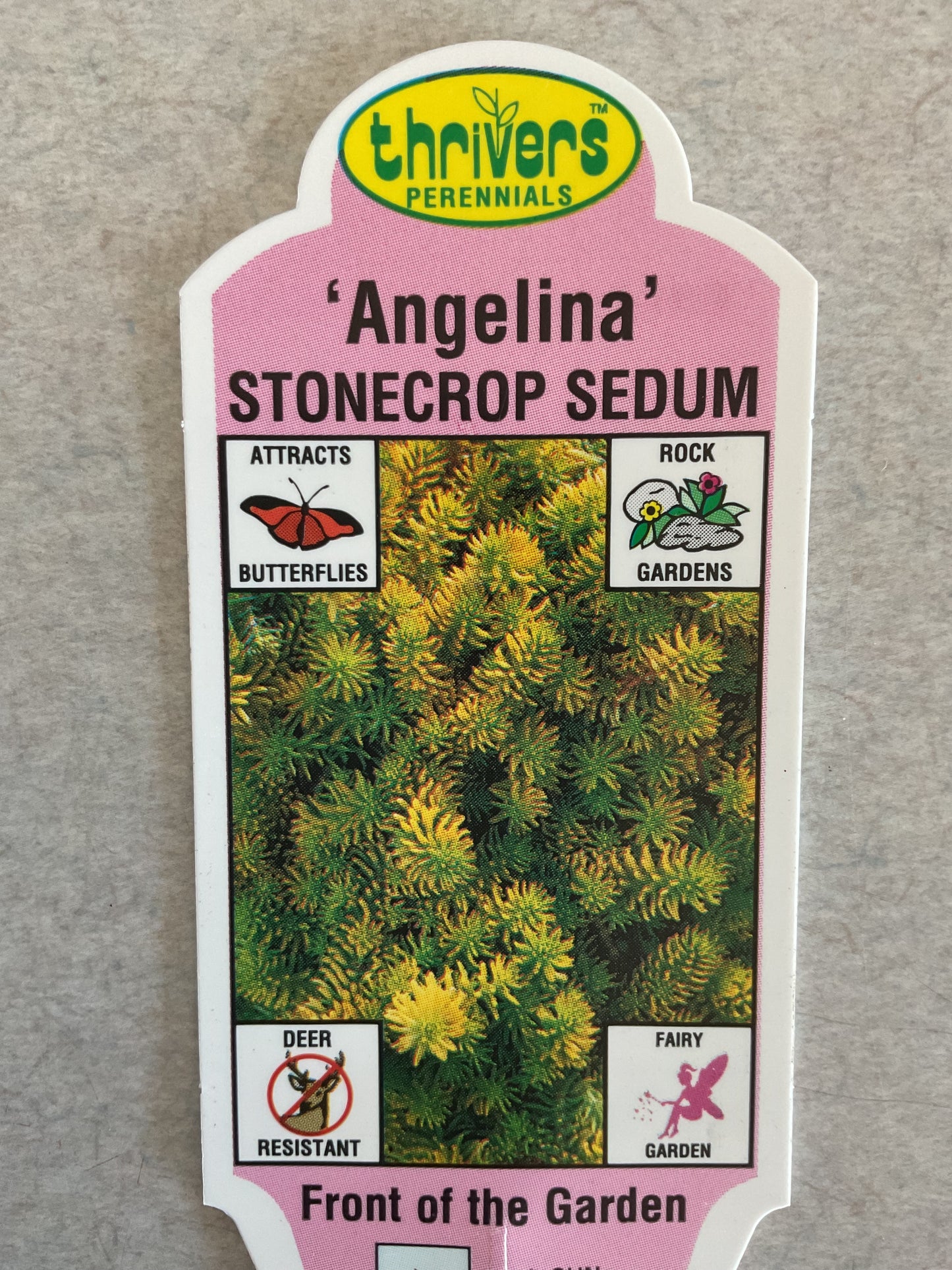 Angelina - Stonecrop Sedum - Perennial