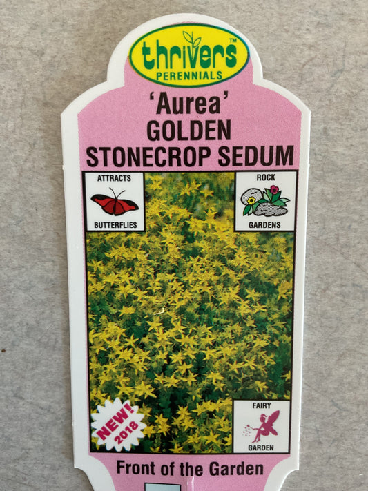 Aurea - Golden Stonecrop Sedum - Perennial