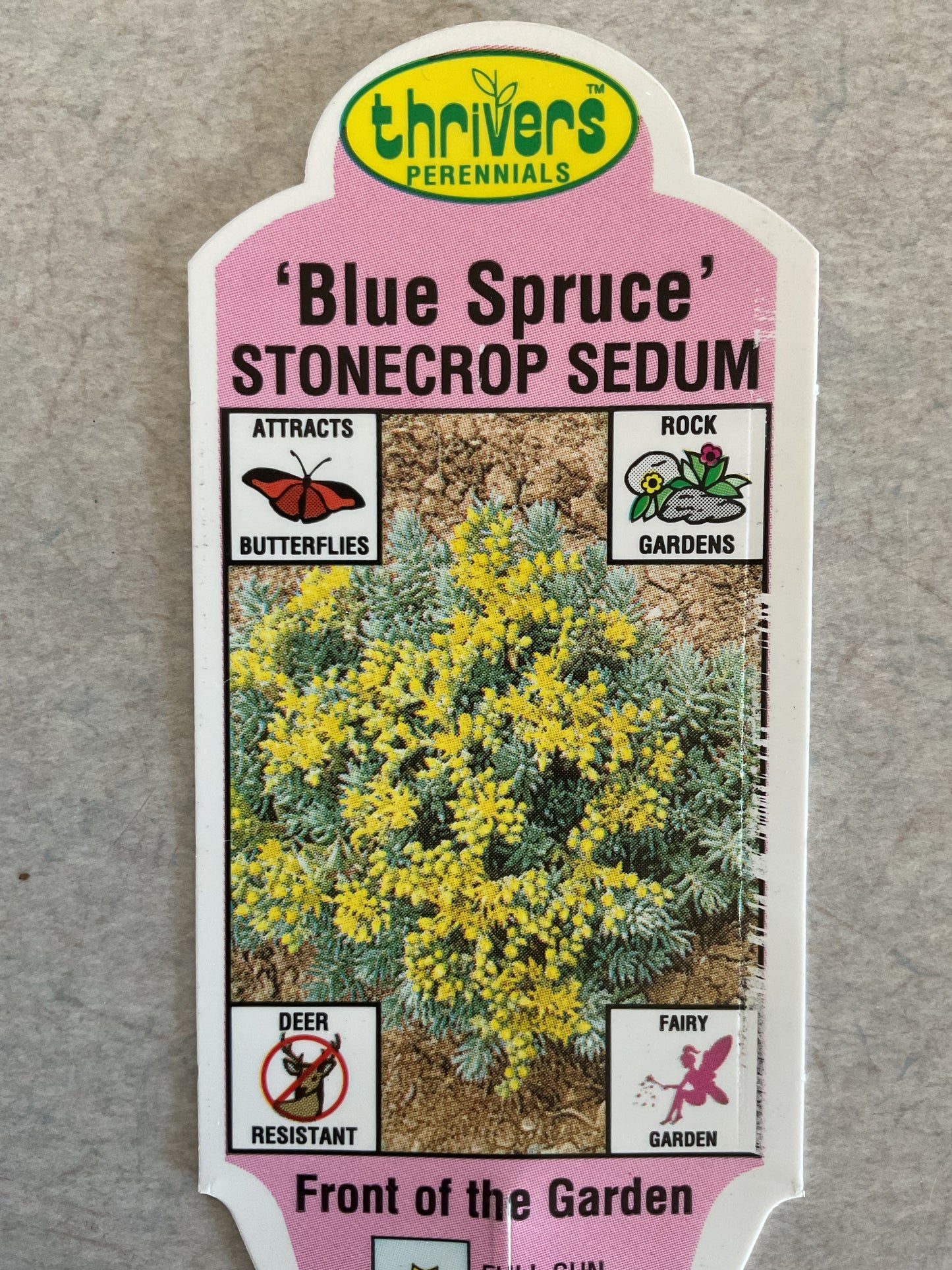 Blue Spruce - Stonecrop Sedum - Perennial