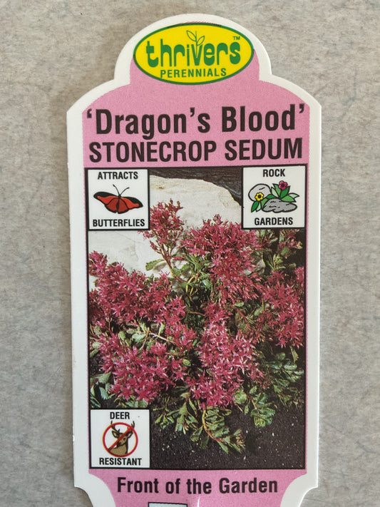 Dragon’s Blood - Stonecrop Sedum - Perennial