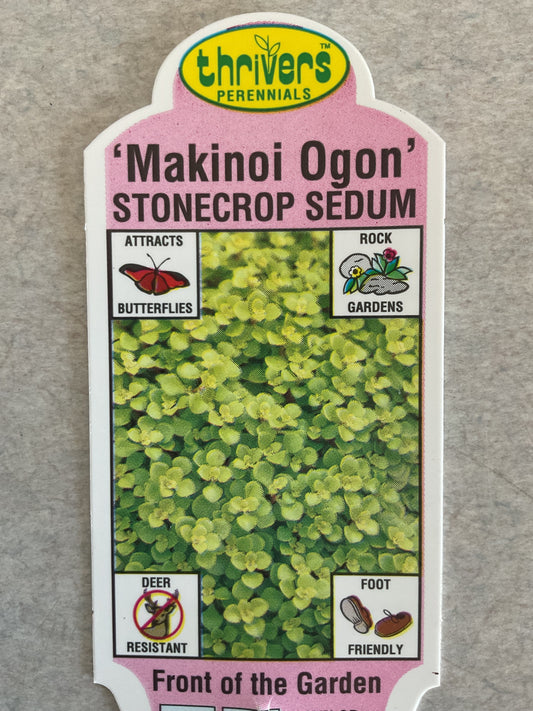 Makinoi Ogon - Stonecrop Sedum - Perennial