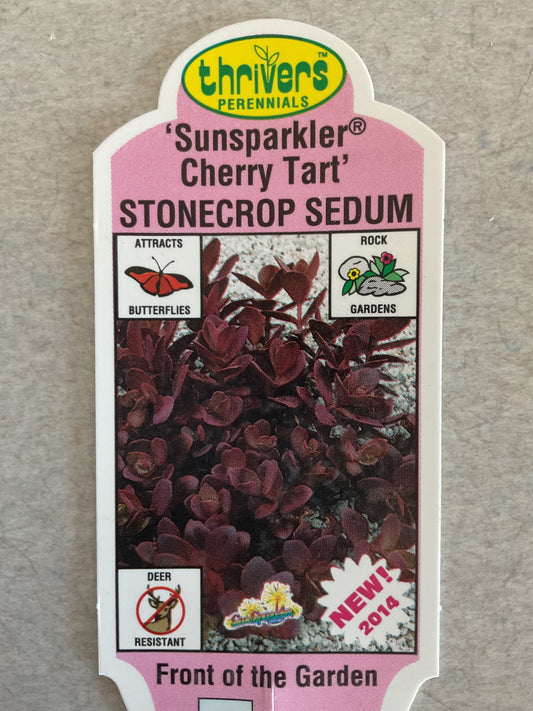 Sunsparkler Cherry Tart - Stonecrop Sedum - Perennial