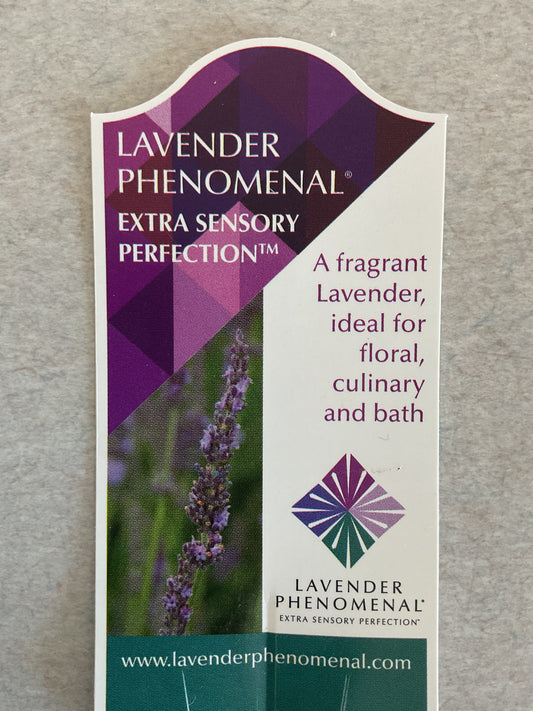 Lavender Phenomenal - Perennial