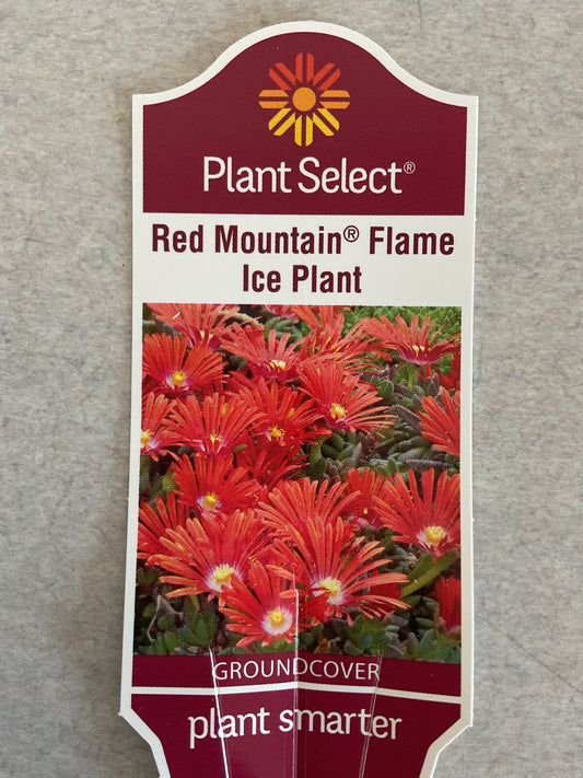 Red Mountain Flame - Ice Plant - Perennial